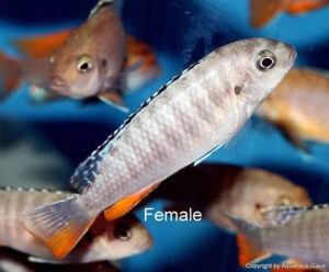 Tropheops sp. 'red fin' Hongi Rocks